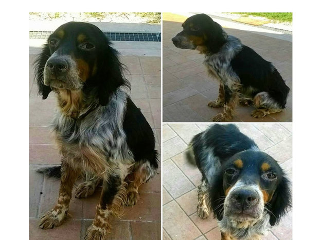 cane_salisano_p&f