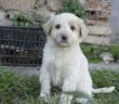 cane_sissi_la_voce_del_cane_raffy_