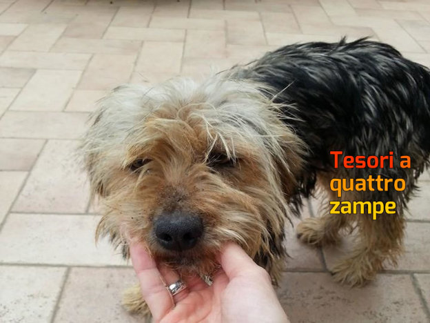 cane_torri_in_sabina_yorkshire_p&f