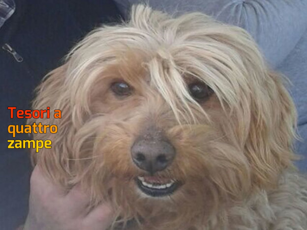 cane_tribunale
