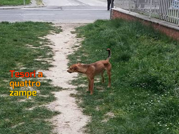 cane_villa_reatina