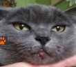 gatto_damka_rachele_2_