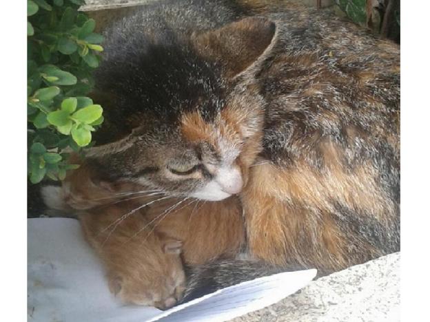 gatto_gatti_rossi_ilaria_orientale_raffy