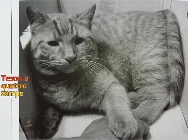 gatto_rosso_via_carlo_sforza