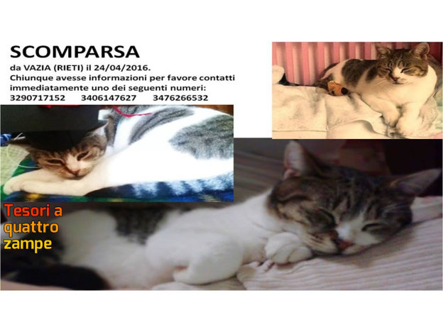 gatto_vazia_rieti_irene_masci