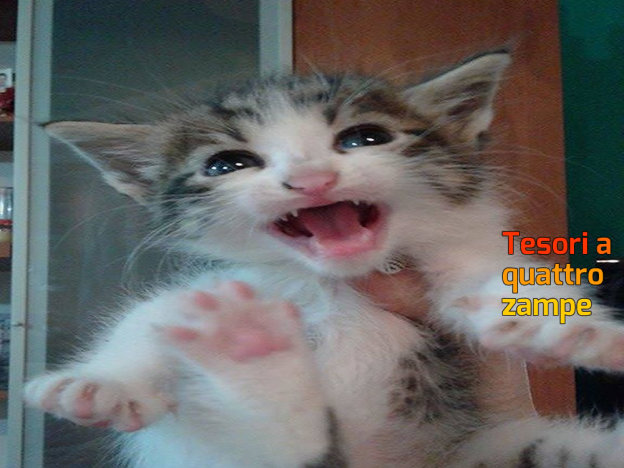 gatto_veronica_tanzi