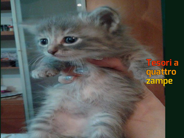 gatto_veronica_tanzi