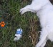 buono_cane_morto_