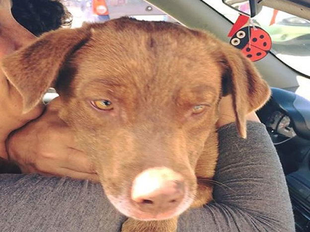 cane stazione poggio mirteto p&f