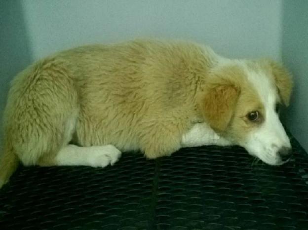 cane_adozione_del_cuore_sanitario_adf