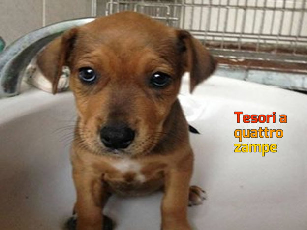 cane_aurora_letterio_ivardo_raffy