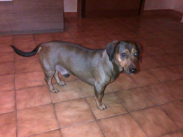 cane_bassotto_p&f