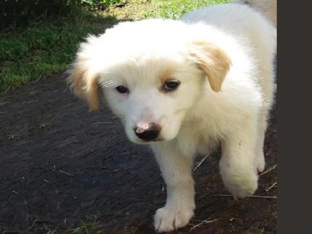 cane_bianco_alessandra_comerio_adf