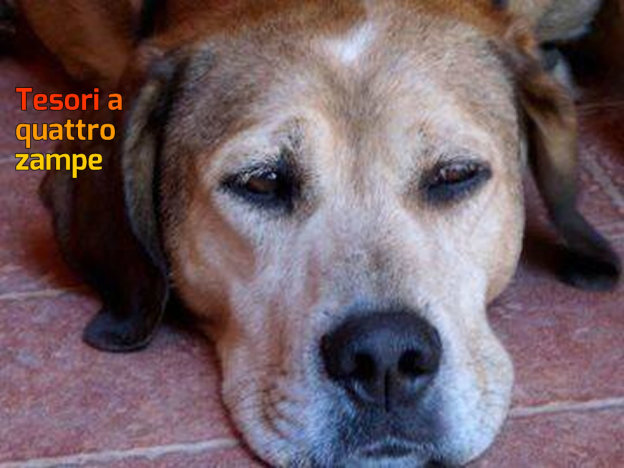 cane_bufos_p&f