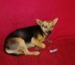 cane_cagnolina_minnie_casette_roberta_la_riccia_mari_skyline_