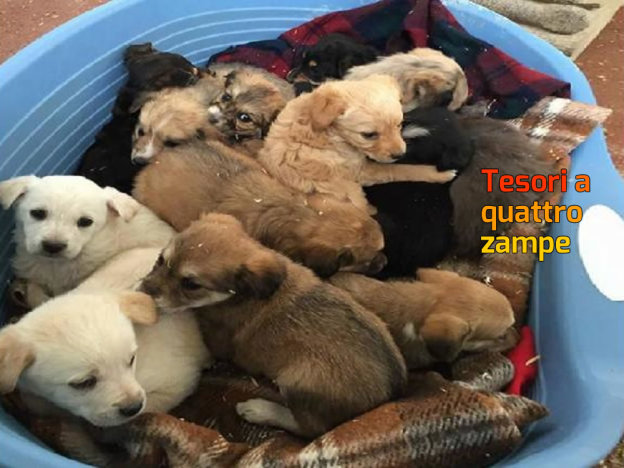 cane_cani_cuccioli_sanitario_adf-