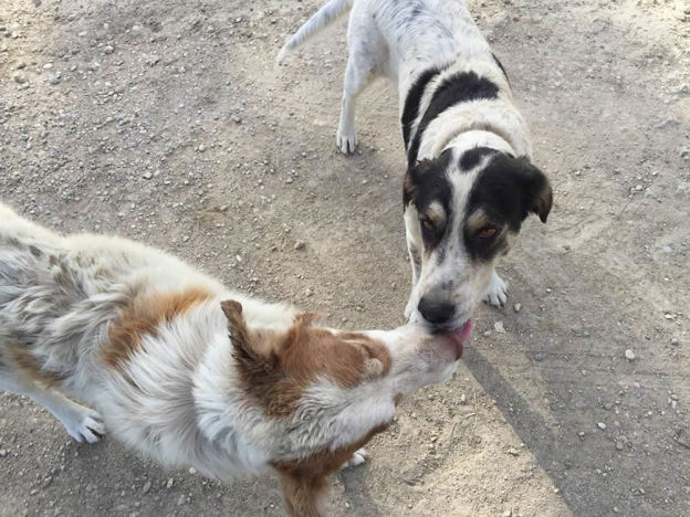 cane_cani_famiglia_4_zampe_abbandonati_forano_p&f