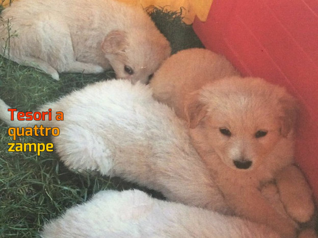 cane_cuccioli_simil_maremmano_vescovio_p&f