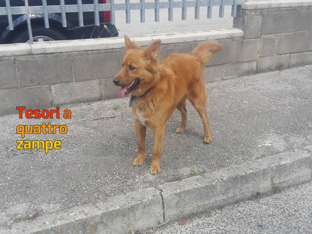 cane_cusco_campoloniano_martina_argenti