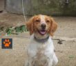cane_dea_federico_domenici_