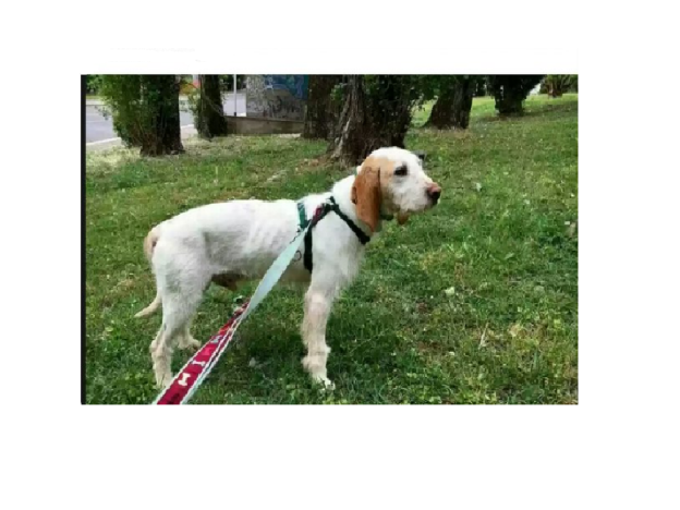 cane_eur_roma_claudia_di_domenico_rita_27546