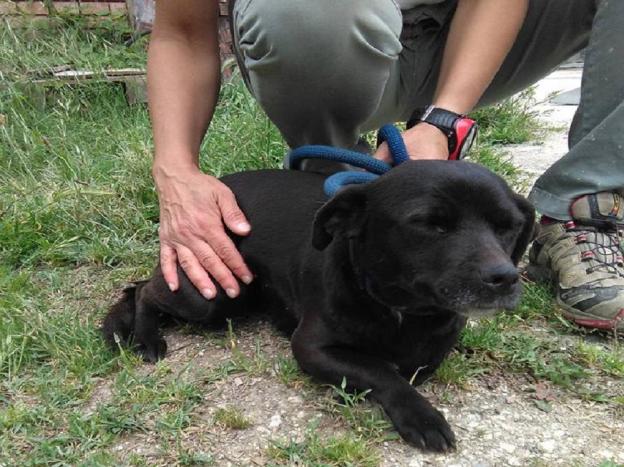 cane_femmina_taglia_piccola_rieti_sanitario_adf