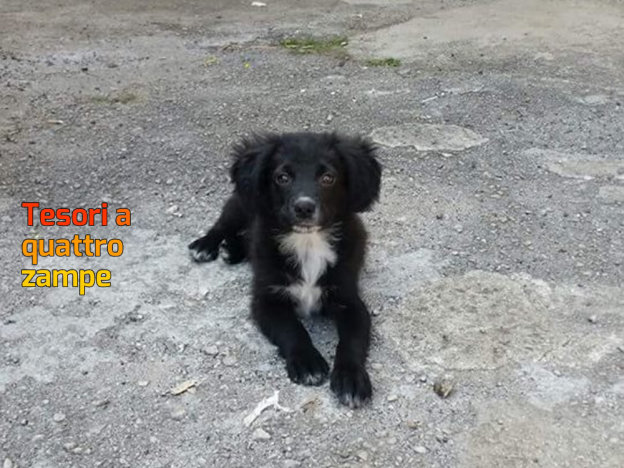 cane_genny_maschio_paola_pepe