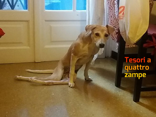 cane_chance_genova_paraplegica_rita_abrassi_2