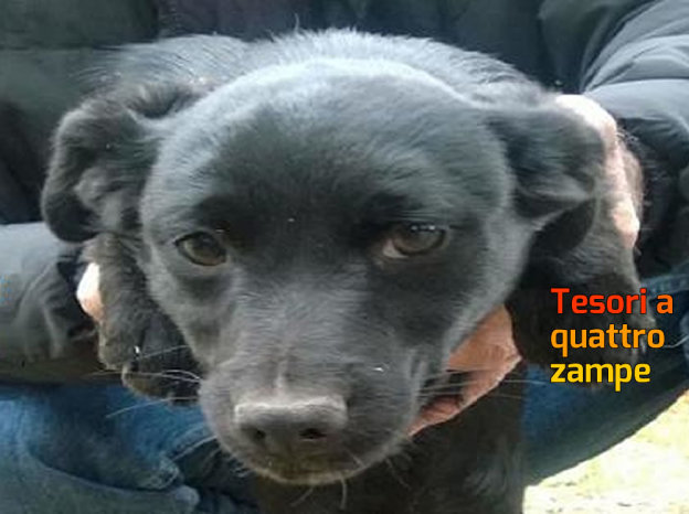 cane_hope_fratello_di_mimmo_2
