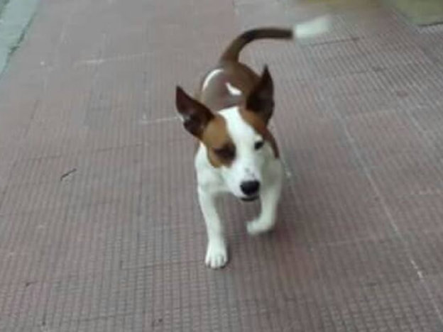 cane_jack_russell_passo_corese_p&f