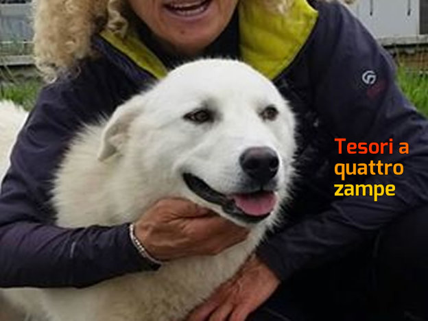 cane_luna_sanitario_adottata_adf