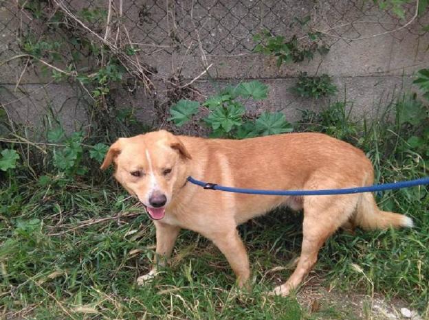 cane_madonna_del_passo_sanitario_adf