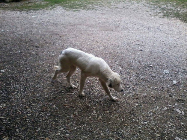 cane_malata_vacone_rieti_p&f
