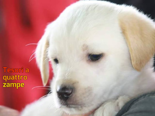 cane_maschio_cucciolo_pulcinno_sanitario_adf