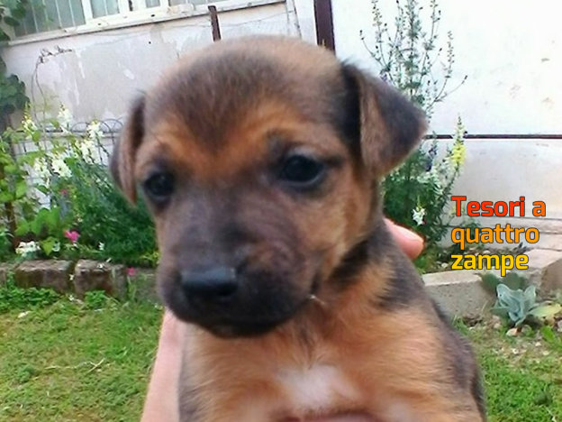 cane_maschio_maria_spenk