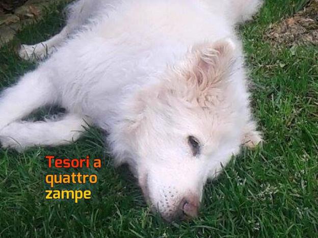 cane_maschio_merilisa_dal_dosso_carrellino_2