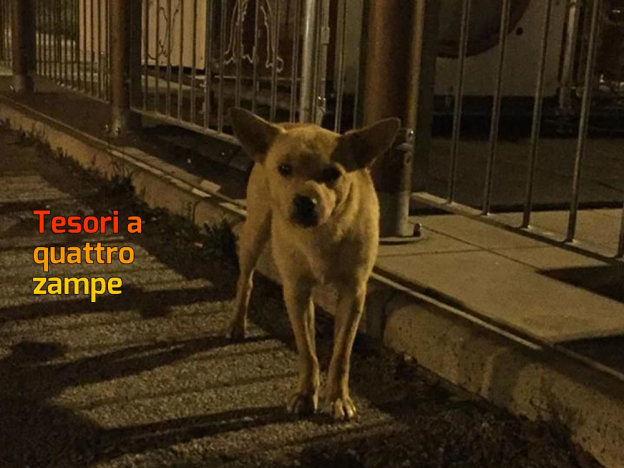 cane_mc_donalds_rieti_luca_patrizi