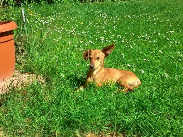 cane_minnie_morta_sanitario_adf_2