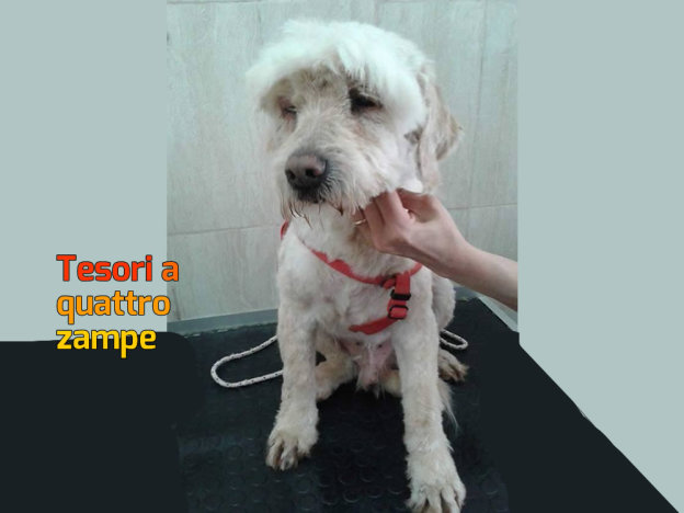 cane_mocio_rifugio_adf