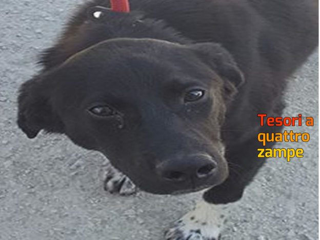 cane_nero_zampe_bianche_sanitario_adf