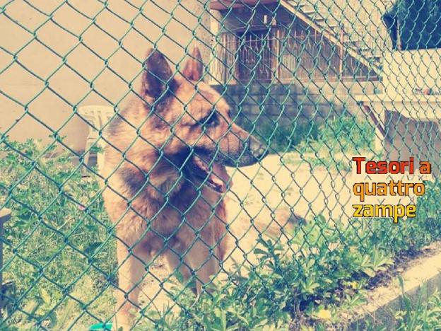 cane_pastore_tedesco_romina_miconi