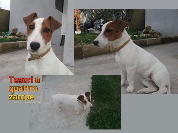 cane_piccolo_gemma_caroni