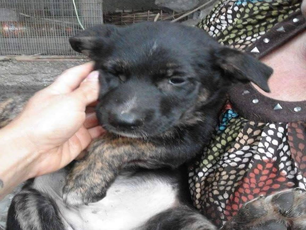 Cucciolo incrocio Pit BullPastore Tedesco vuole