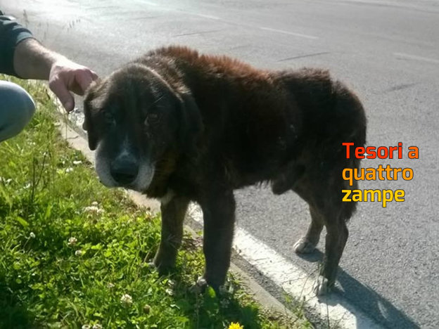 cane_rieti_eurospin_paula_gregovia