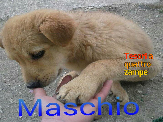 cane_rieti_vazia_p&f
