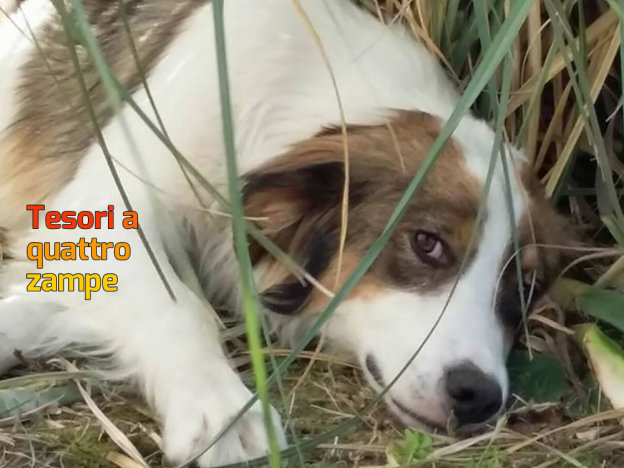 cane_roma_anna_rita_mascia_pipi_sotto_raffy