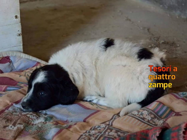 cane_salvia_santoreste_p&f