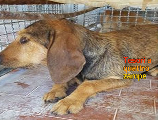 cane_segugia_femmina_sanitario_adf