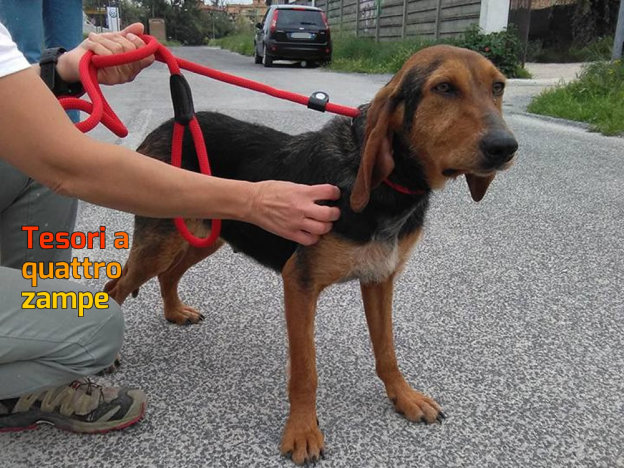 cane_segugia_sanitario_2_adf