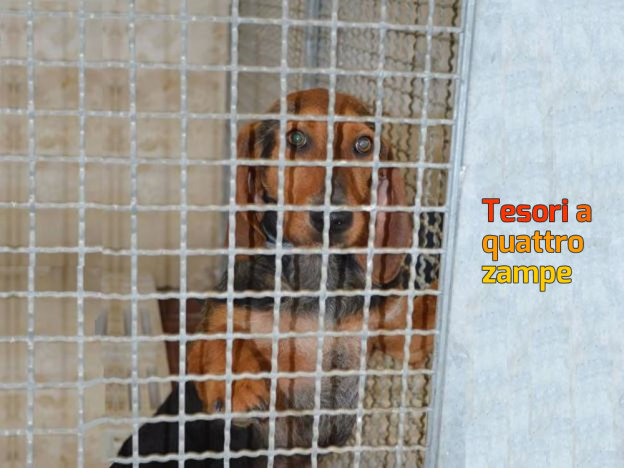 cane_segugia_sanitario_via_cese_adf-624×468